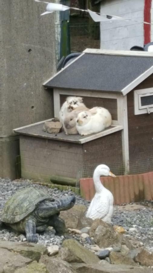 Le Gite De Zoelie Chaineux Esterno foto